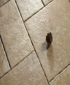 曲边莱姆石80TV06